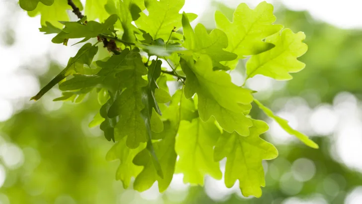 Oak