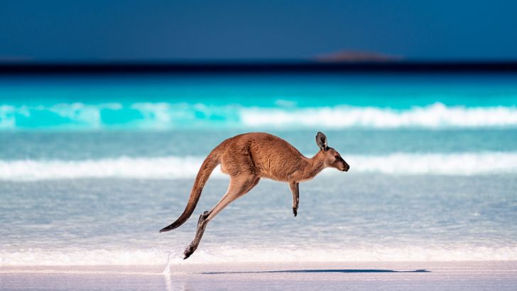 The fastest land animal is the kangaroo