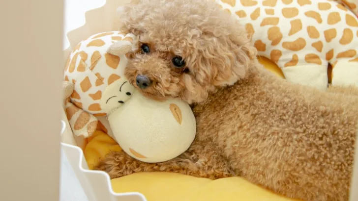 Toy Poodle