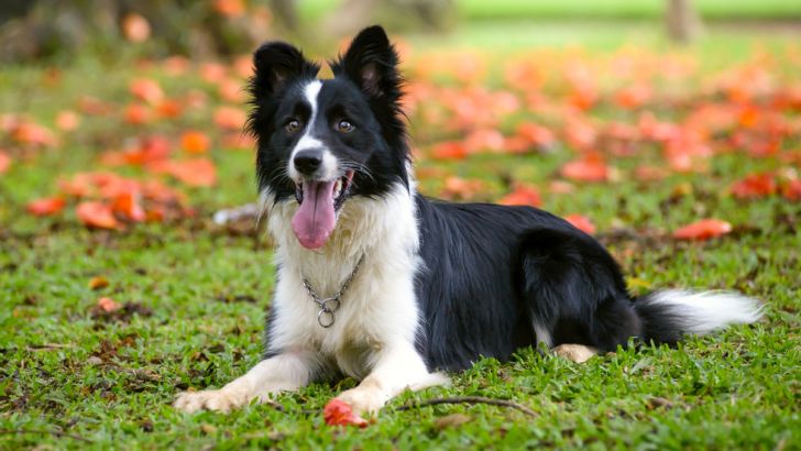 Border Collie