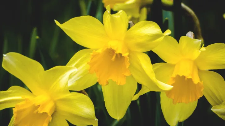 Daffodil