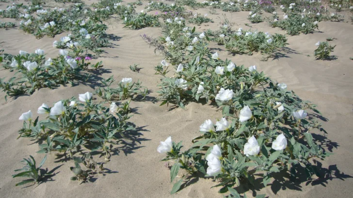 Dune Evening Primrose