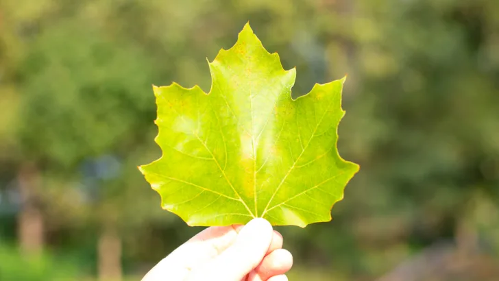 Sycamore