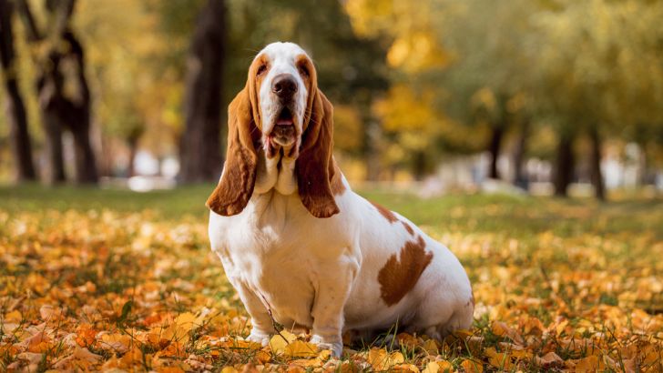 Basset Hound