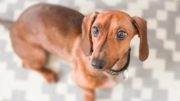 Dachshund 