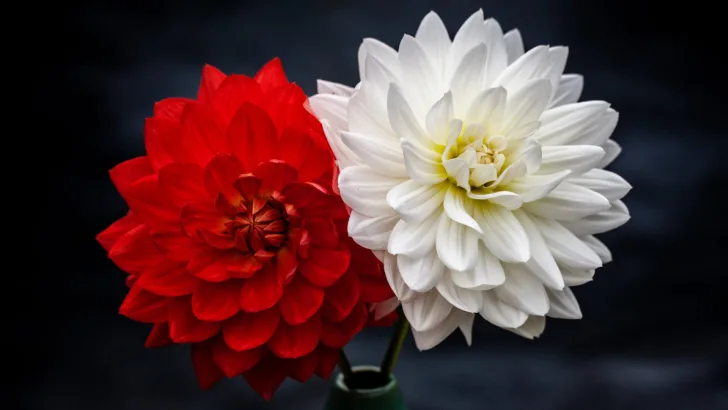 Dahlia