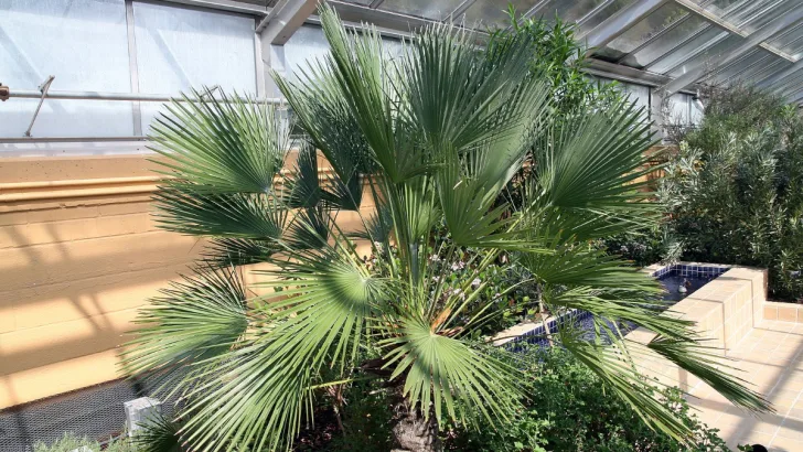 European Fan Palm