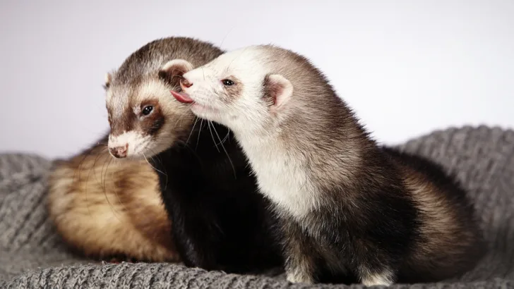 Group of ferrets