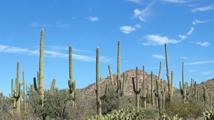 Saguaro Cactus