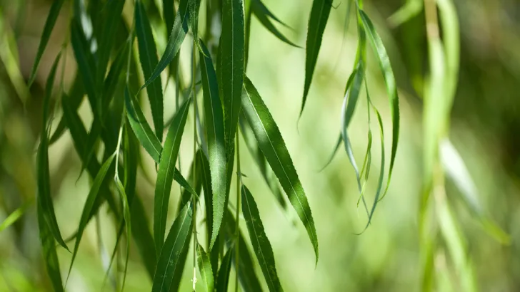 Weeping willow