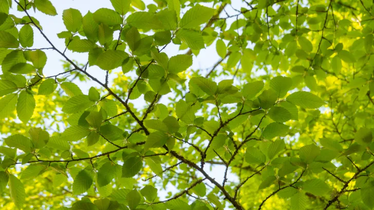 American elm