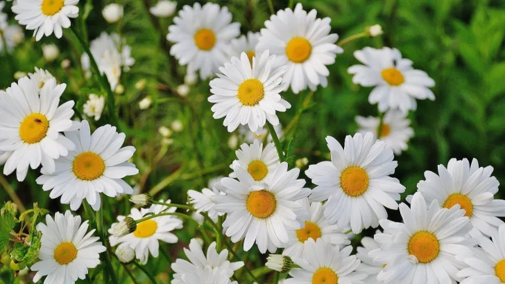 Daisy