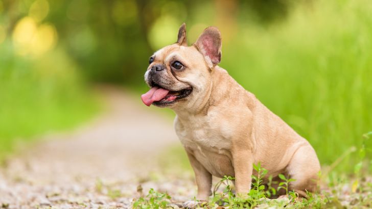 French Bulldog