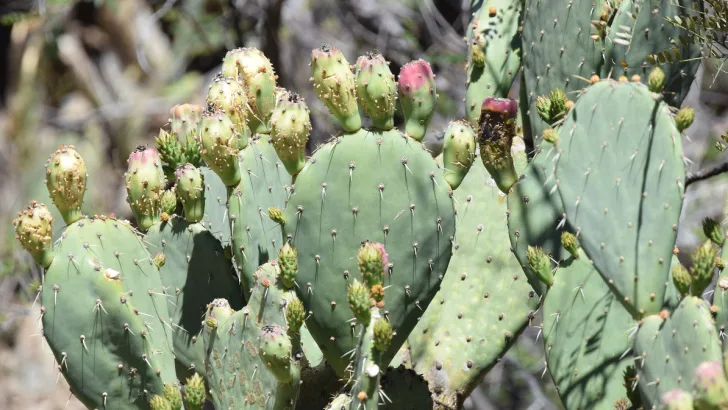 Prickly Pears Cactus