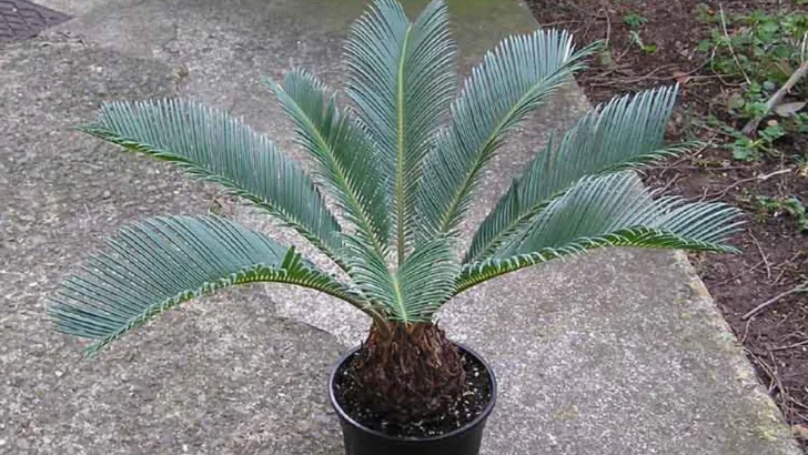 Sago Palm