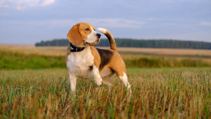 Beagle