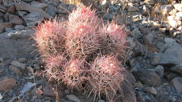 Echinocactus polycephalus