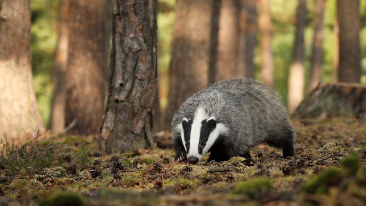 Nocturnal animals are active at night