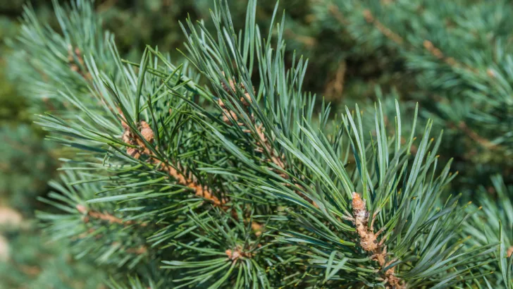 Scots pine