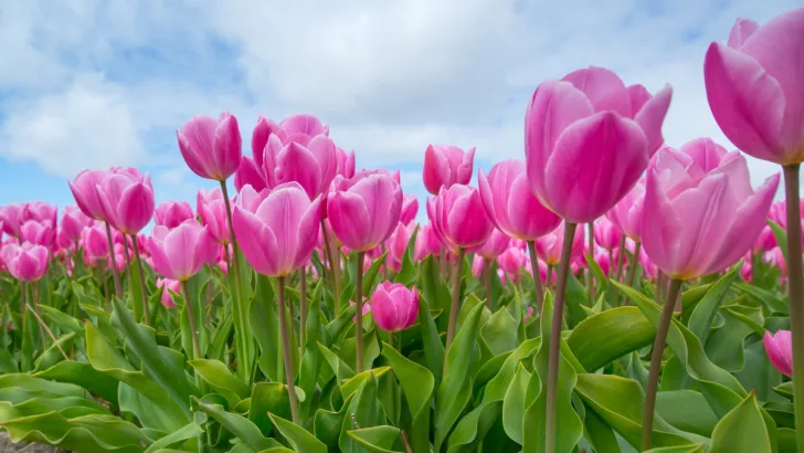 Tulip