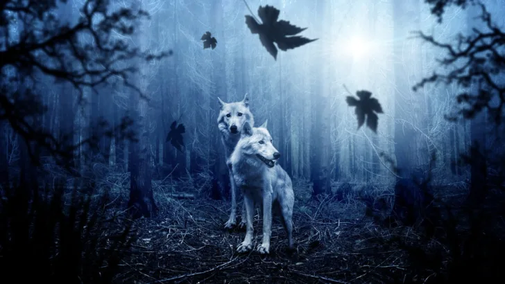 Wild wolf
