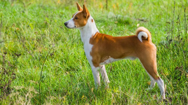 Basenji