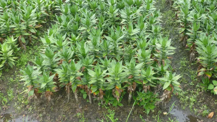 Lucky Bamboo