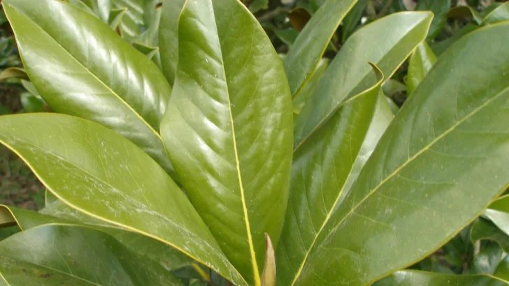 Southern magnolia