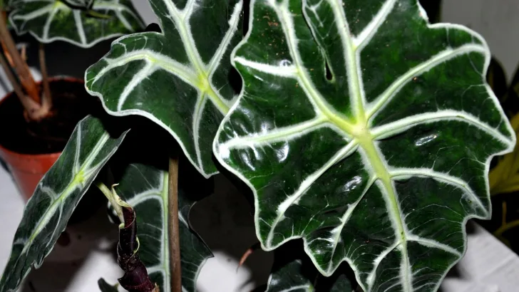 Alocasia Plant