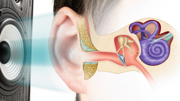 Bones in the human inner ear