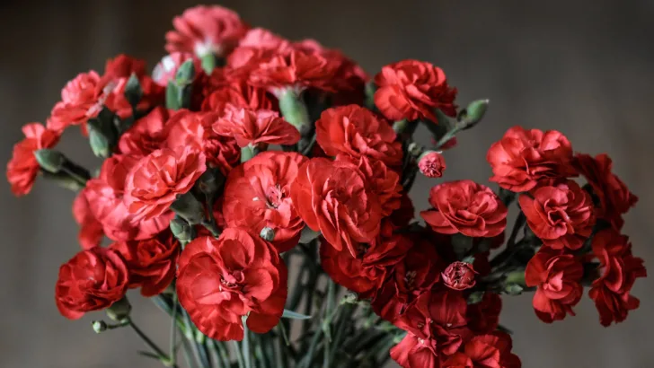 Carnation