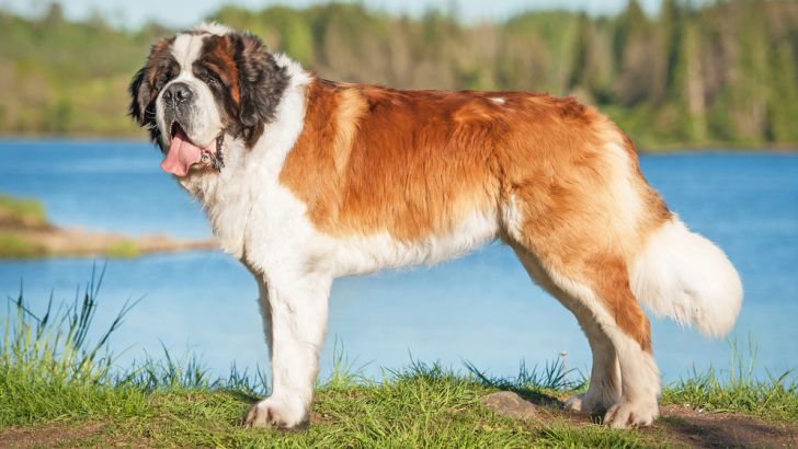 Saint Bernard