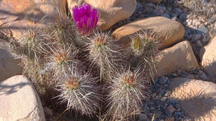Strawberry hedgehog cactus