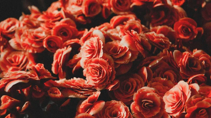 Begonia