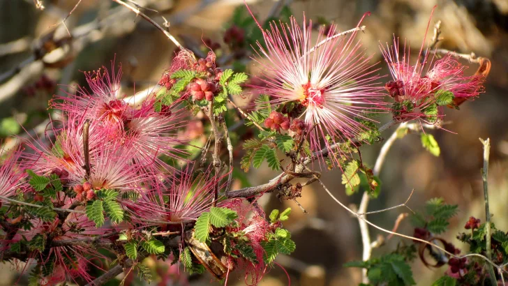 Fairy Duster