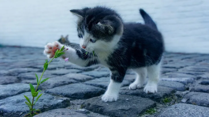 Feline friends