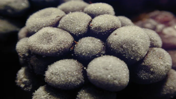 Fozen Grapes