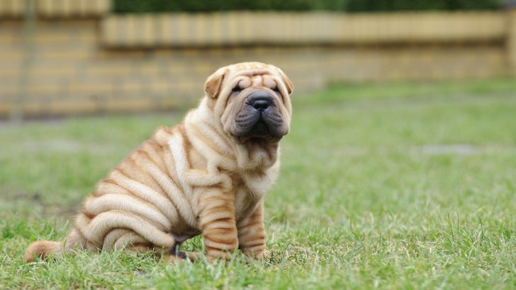 Shar-Pei