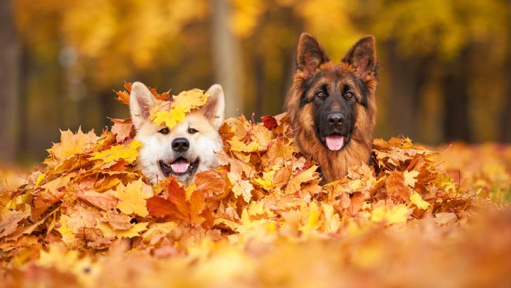 How Many Dogs Can You Identify?