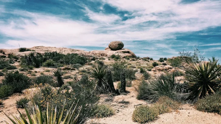 Can You Identify These Desert Plants?