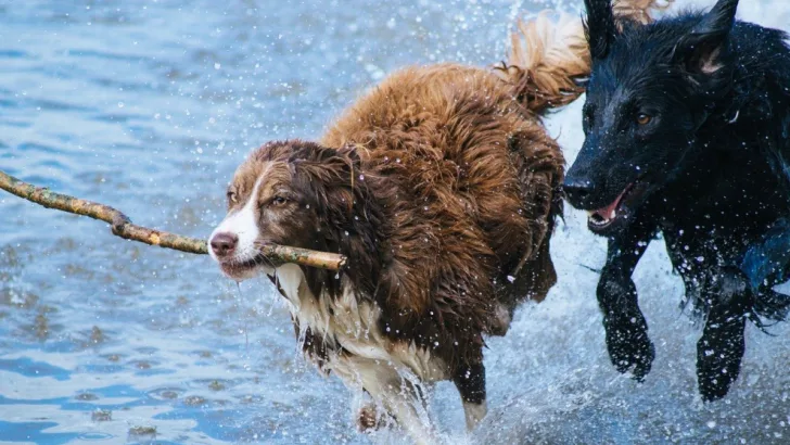 Which Dog Breed Are you?